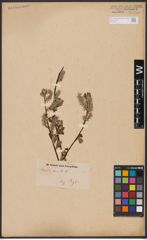 Foto von Salix aurita L.